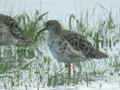 Combattant varié Calidris pugnax