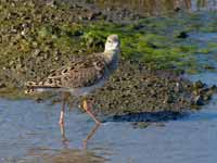 Combattant varié Calidris pugnax