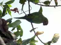 Conure couronnée Eupsittula aurea