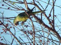 Conure couronnée Eupsittula aurea