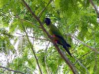 Conure nanday Aratinga nenday