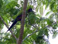 Conure nanday Aratinga nenday