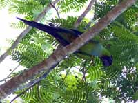 Conure nanday Aratinga nenday