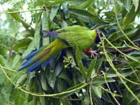 Conure nanday Aratinga nenday