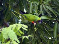 Conure nanday Aratinga nenday