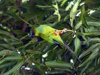 Conure nanday Aratinga nenday