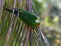 Conure pavouane Psittacara leucophthalmus