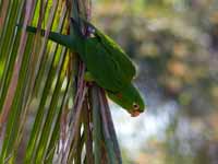 Conure pavouane Psittacara leucophthalmus