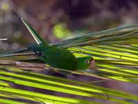 Conure pavouane Psittacara leucophthalmus