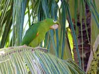 Conure pavouane Psittacara leucophthalmus