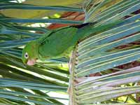 Conure pavouane Psittacara leucophthalmus