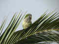 Conure veuve Myiopsitta monachus