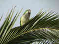 Conure veuve Myiopsitta monachus