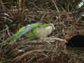 Conure veuve Myiopsitta monachus