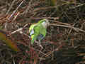 Conure veuve Myiopsitta monachus