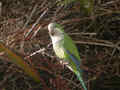 Conure veuve Myiopsitta monachus