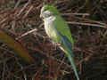 Conure veuve Myiopsitta monachus