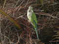 Conure veuve Myiopsitta monachus