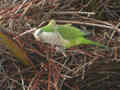 Conure veuve Myiopsitta monachus