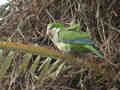 Conure veuve Myiopsitta monachus