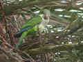 Conure veuve Myiopsitta monachus