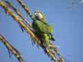 Conure veuve Myiopsitta monachus