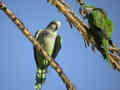 Conure veuve Myiopsitta monachus