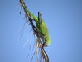 Conure veuve Myiopsitta monachus