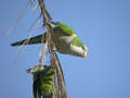 Conure veuve Myiopsitta monachus