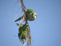 Conure veuve Myiopsitta monachus