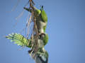 Conure veuve Myiopsitta monachus