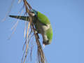 Conure veuve Myiopsitta monachus