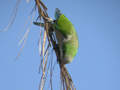 Conure veuve Myiopsitta monachus