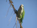 Conure veuve Myiopsitta monachus