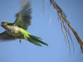 Conure veuve Myiopsitta monachus