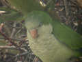 Conure veuve Myiopsitta monachus