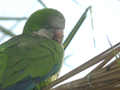 Conure veuve Myiopsitta monachus