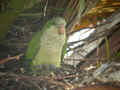 Conure veuve Myiopsitta monachus