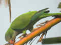 Conure veuve Myiopsitta monachus