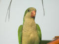 Conure veuve Myiopsitta monachus