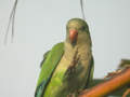 Conure veuve Myiopsitta monachus