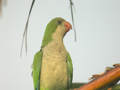 Conure veuve Myiopsitta monachus