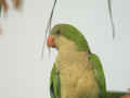 Conure veuve Myiopsitta monachus