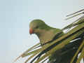 Conure veuve Myiopsitta monachus