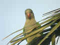 Conure veuve Myiopsitta monachus