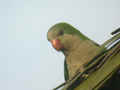 Conure veuve Myiopsitta monachus