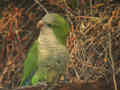 Conure veuve Myiopsitta monachus