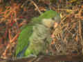 Conure veuve Myiopsitta monachus