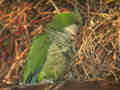 Conure veuve Myiopsitta monachus