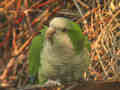 Conure veuve Myiopsitta monachus